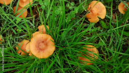 Mushrooms in nature