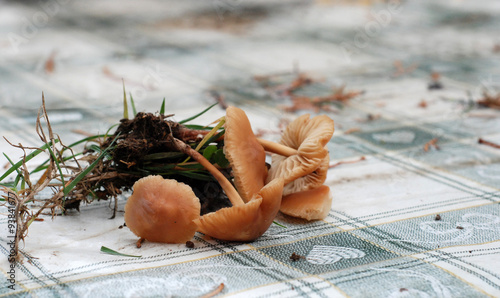 Mushrooms in nature photo