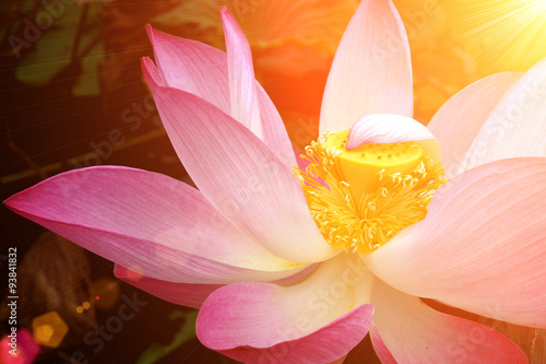 Fototapeta Naklejka Na Ścianę i Meble -  Blooming lotus flower