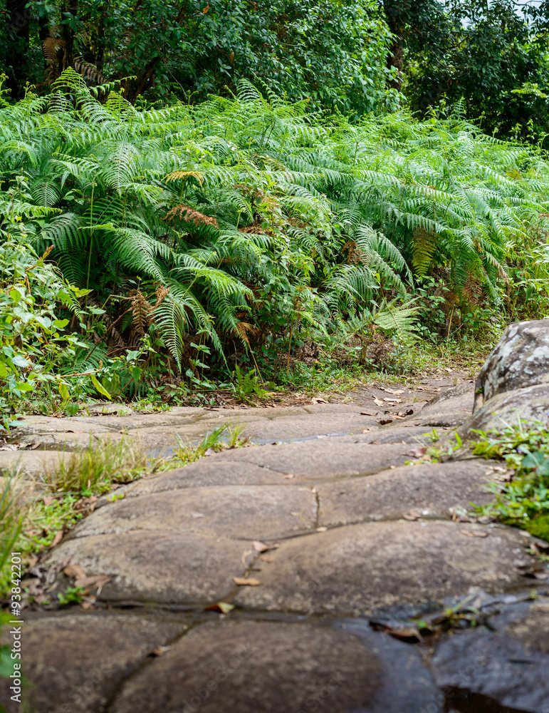 tourism trail in the woods in Phu Hin Rong Kla National Park, Ph tourism trail in the woods in Phu Hin Rong Kla National Park, Ph