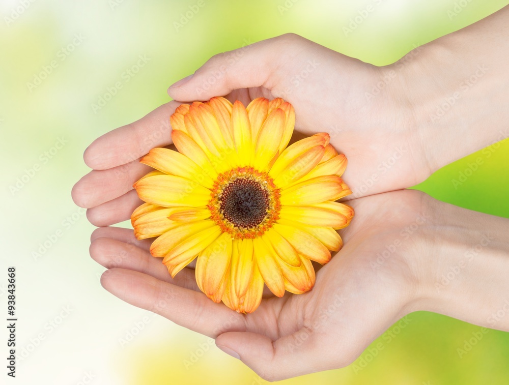 Flower. Flower.