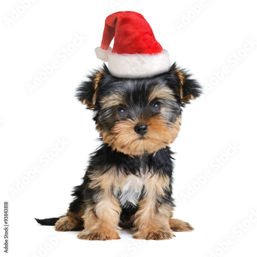 Fototapeta Naklejka Na Ścianę i Meble -  Merry Christmas