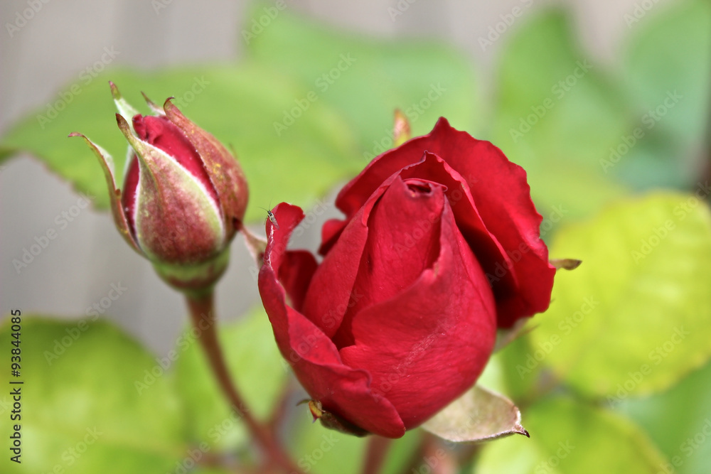 Rosenknospen Rosenknospen