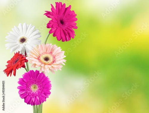 Gerbera.