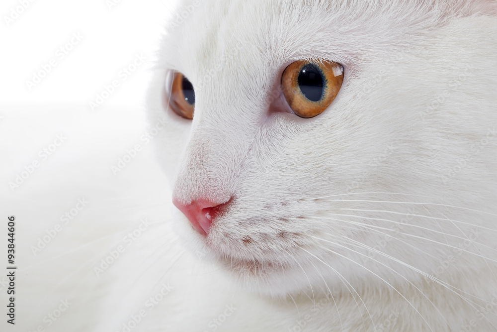 Muzzle of a white domestic cat with yellow eyes