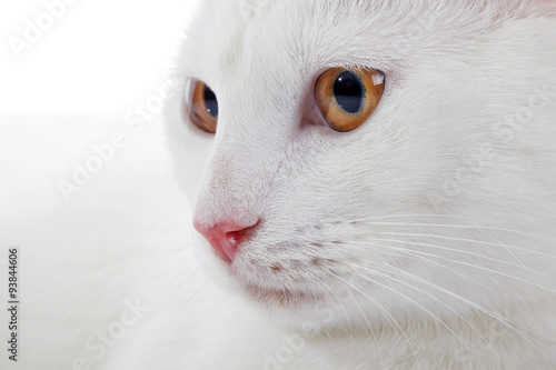 Muzzle of a white domestic cat with yellow eyes