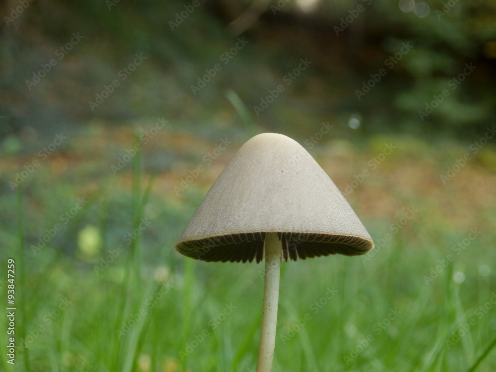 Close up of the fungi Conocybe rickenii showing its slender stem and conical cap Close up of the fungi Conocybe rickenii showing its slender stem and conical cap