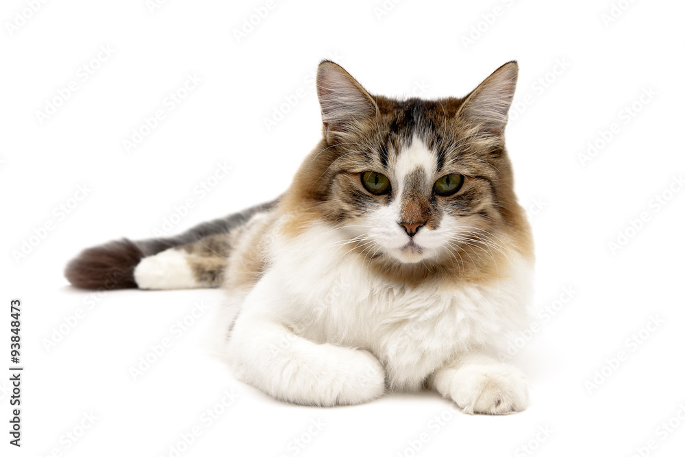 fluffy cat lies on a white background close-up