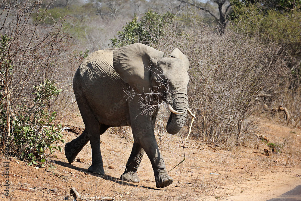 Fototapeta premium baby elephant with a branch in its mouth