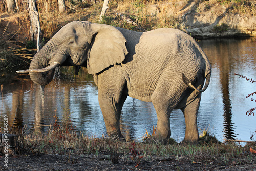 Canvas Print Elephant at a waterhole
