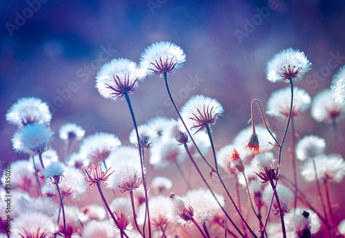 Autumn meadow plants during sunset