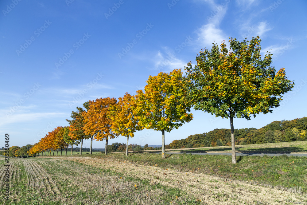 tree alley in indian summer colors