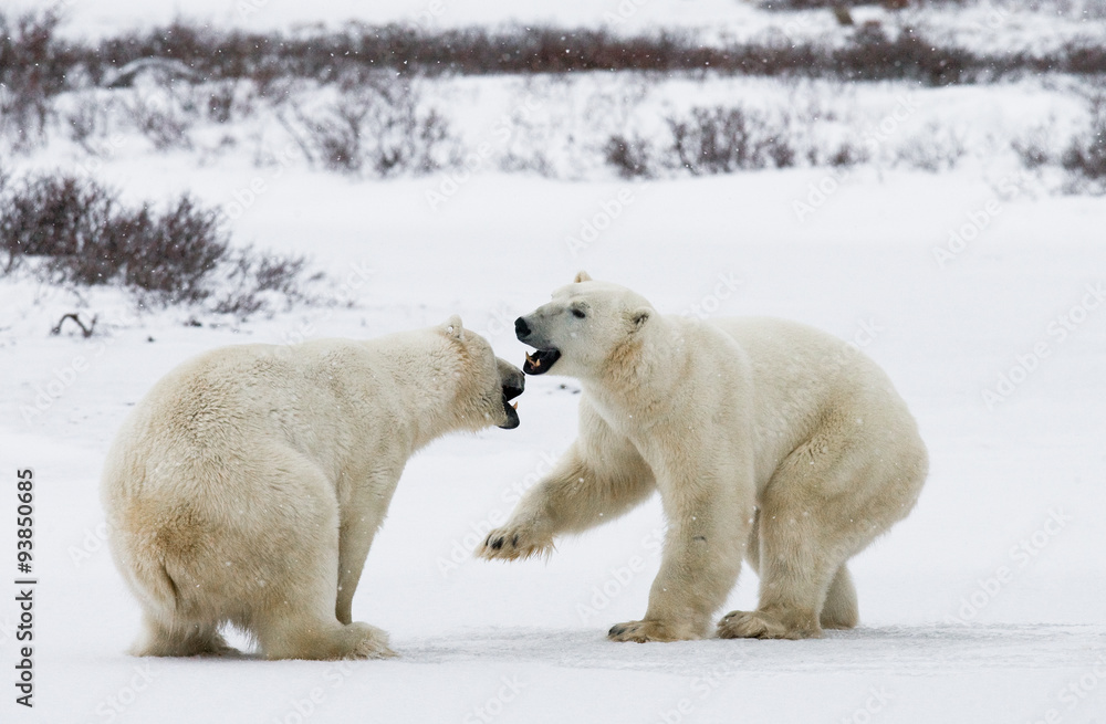 Two polar bears playing with each other in the tundra. Canada. An excellent illustration. Two polar bears playing with each other in the tundra. Canada. An excellent illustration.