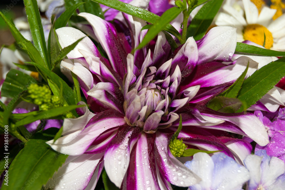 chrysanthemum chrysanthemum