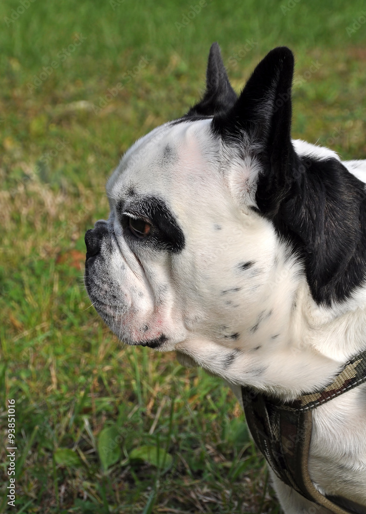 white French Bulldog dog
