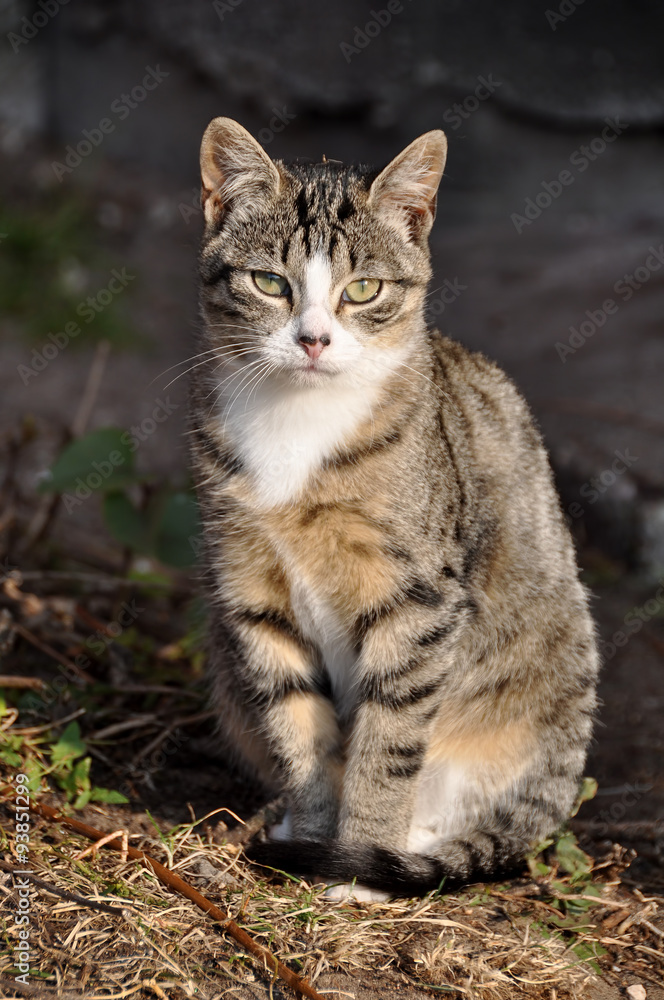 tabby cat outside