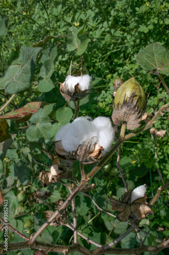 Cotton fruit