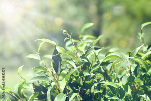 Green tea bush with fresh leaves  outdoors