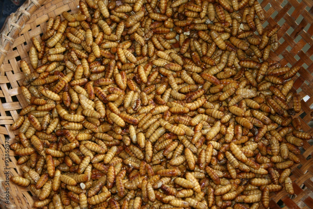 silkworm breeding silkworm breeding