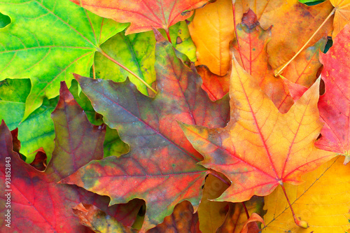 Multicolored autumn leaves 
