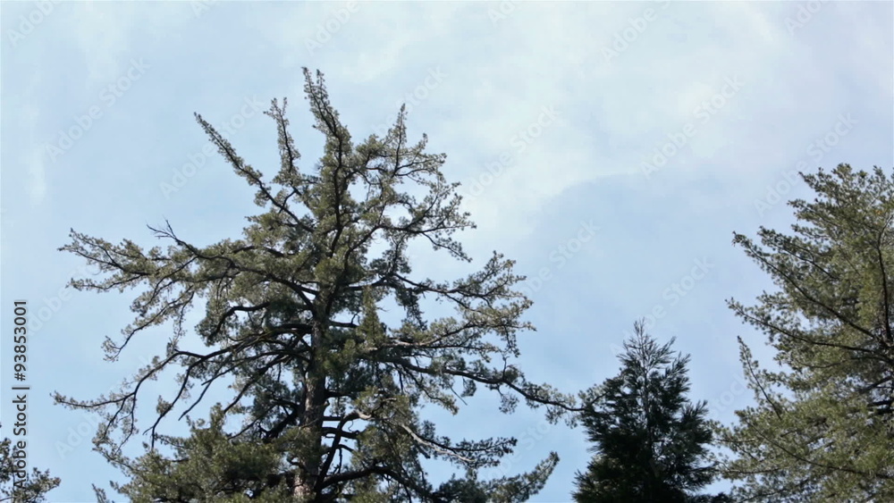 Sequoia Redwood top clouds drift in sky HD 6346 Sequoia Redwood top clouds drift in sky HD 6346