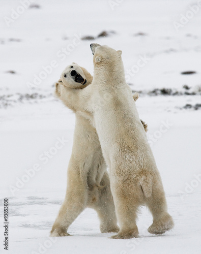 Two polar bears playing with each other in the tundra. Canada. An excellent illustration.