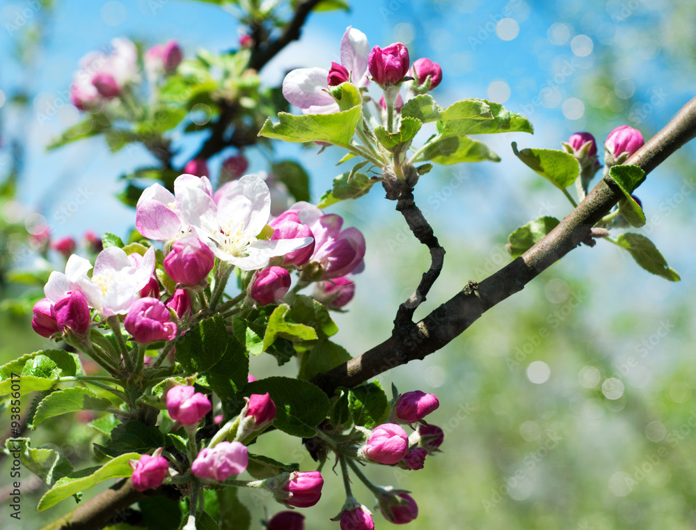 Spring apple blossom Spring apple blossom
