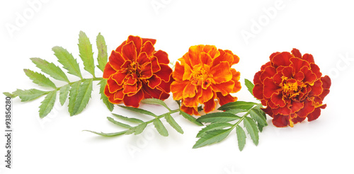 Bouquet of marigolds.