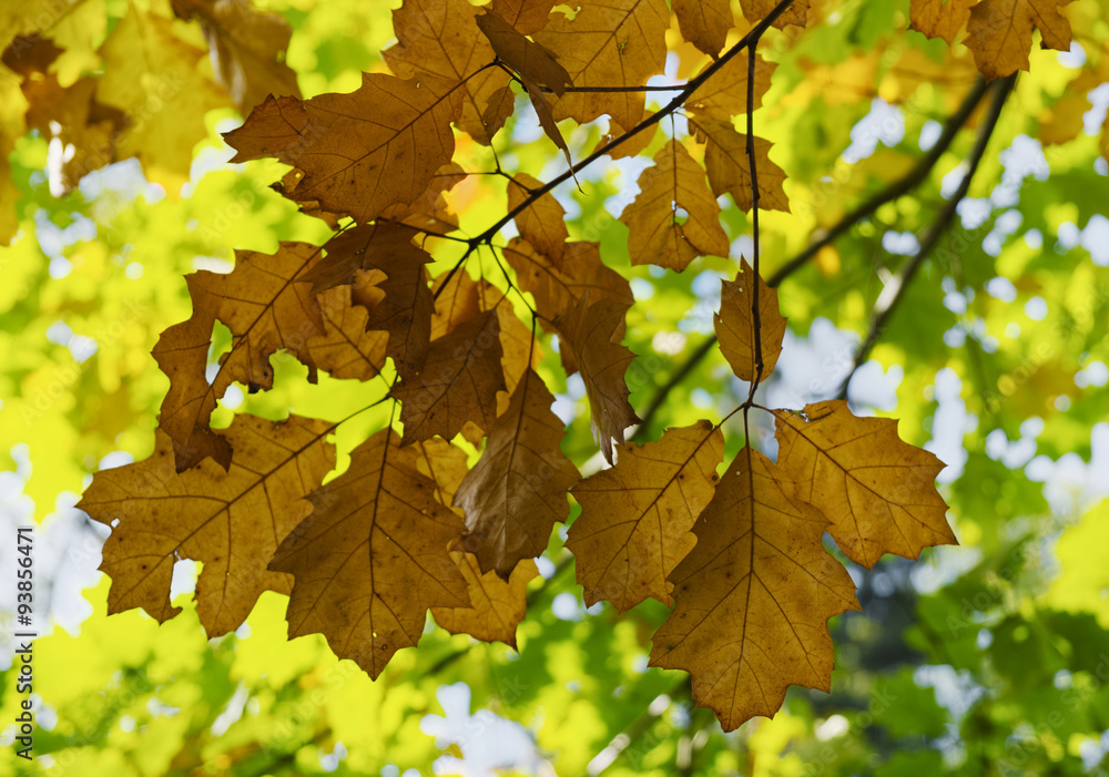 Autumn oak leaves.
