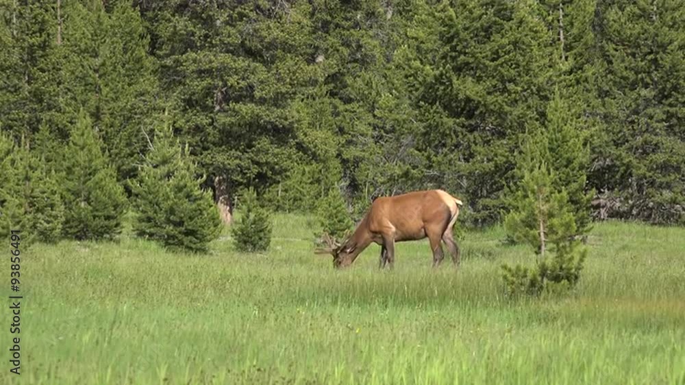 Nature wildlife Male Bull Elk grazing meadow Yellowstone 4K Nature wildlife Male Bull Elk grazing meadow Yellowstone 4K