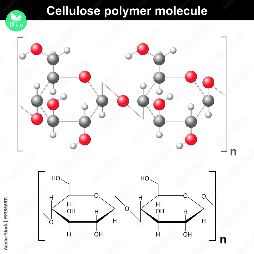 cellulose molecule