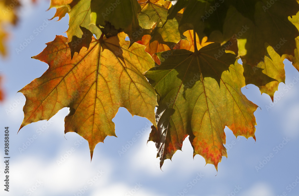 Autumn Leaf Patterns. Repetition of the leaf is found by the mutiple leaves and by the shadows of the leaves on the leaves. The autumnal colours are being complemented by the blue of the sky. Autumn Leaf Patterns. Repetition of the leaf is found by the mutiple leaves and by the shadows of the leaves on the leaves. The autumnal colours are being complemented by the blue of the sky.