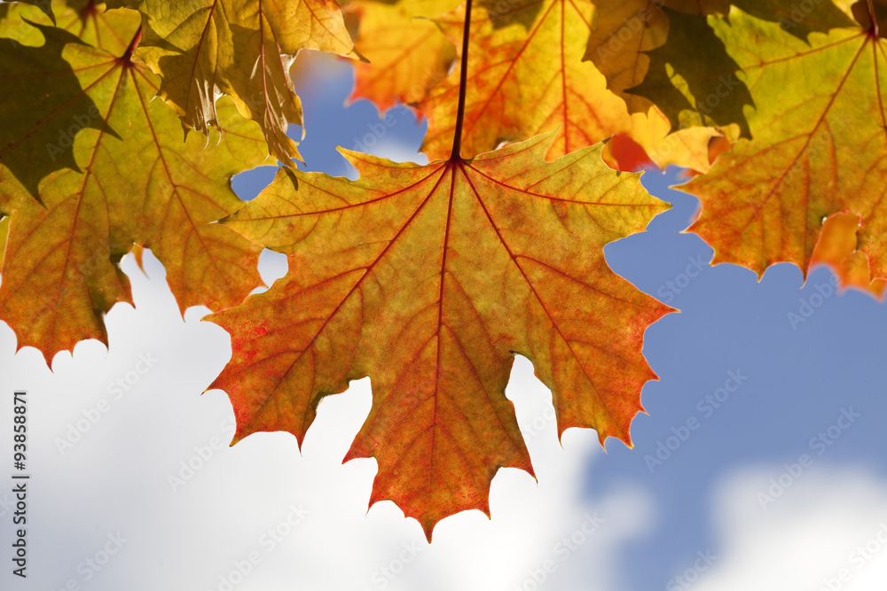 Cheerful Autumn Leaf. An autumn leaf, surrounded by other autumn leaves and blue sky sits cheerfully in the centre of this image. Cheerful Autumn Leaf. An autumn leaf, surrounded by other autumn leaves and blue sky sits cheerfully in the centre of this image.