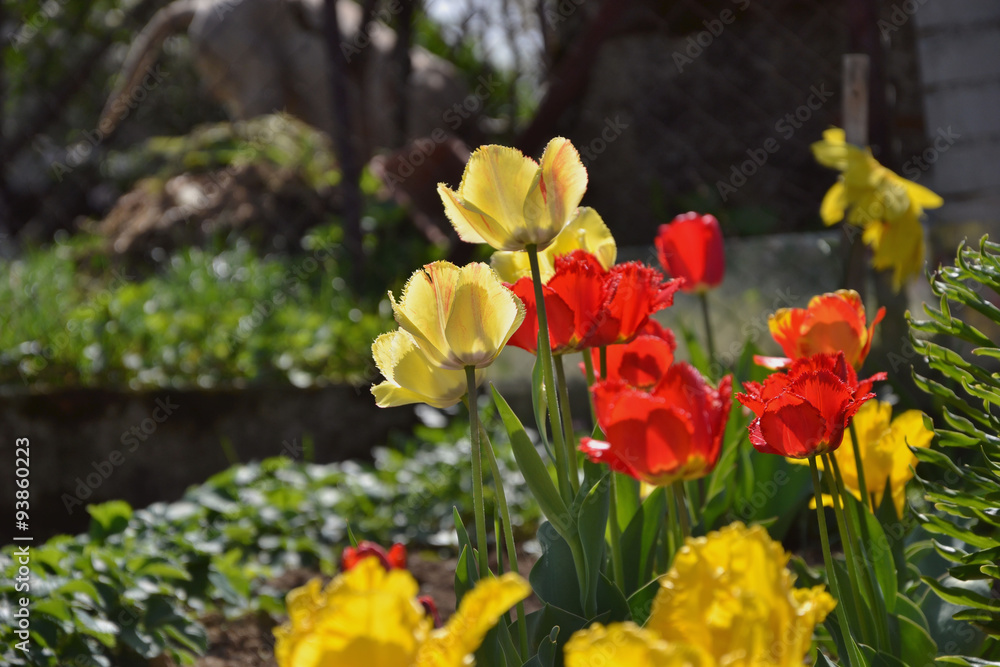 Small tulip flower bed in the garden with pond