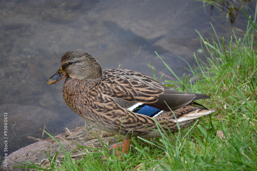 Ente am Ufer Ente am Ufer