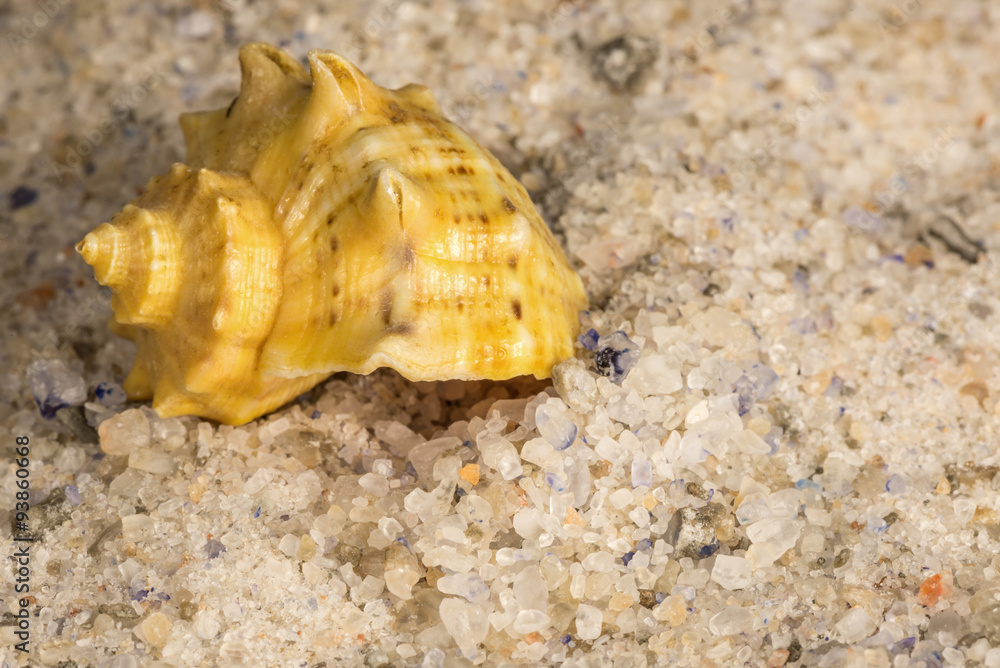 unrefined natural sea salt and clamshell unrefined natural sea salt and clamshell