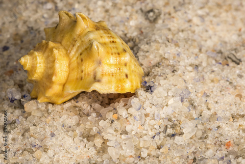 Tablou pe pânză unrefined natural sea salt and clamshell