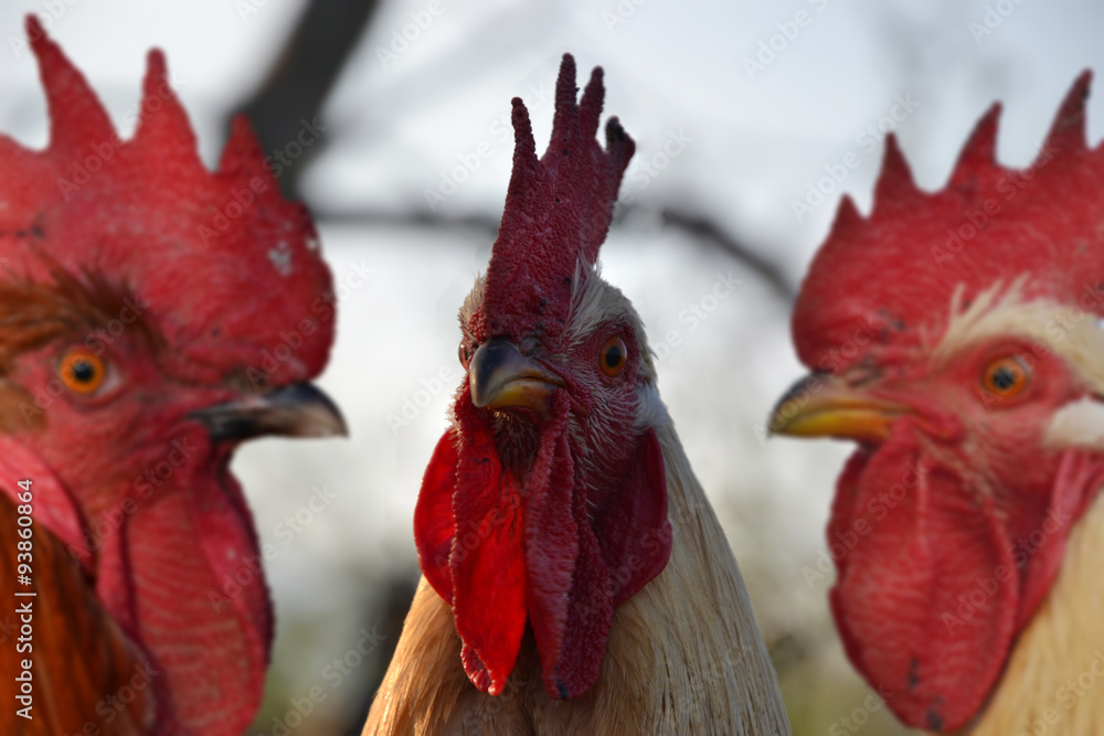 Fototapeta premium Three rooster together at a traditional rural farm yard