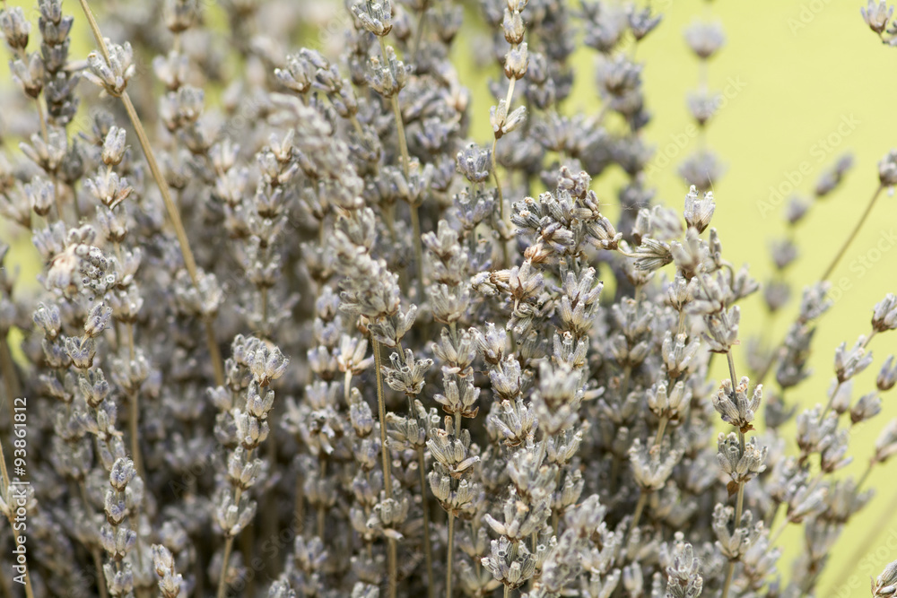 Fototapeta premium dried lavender flowers