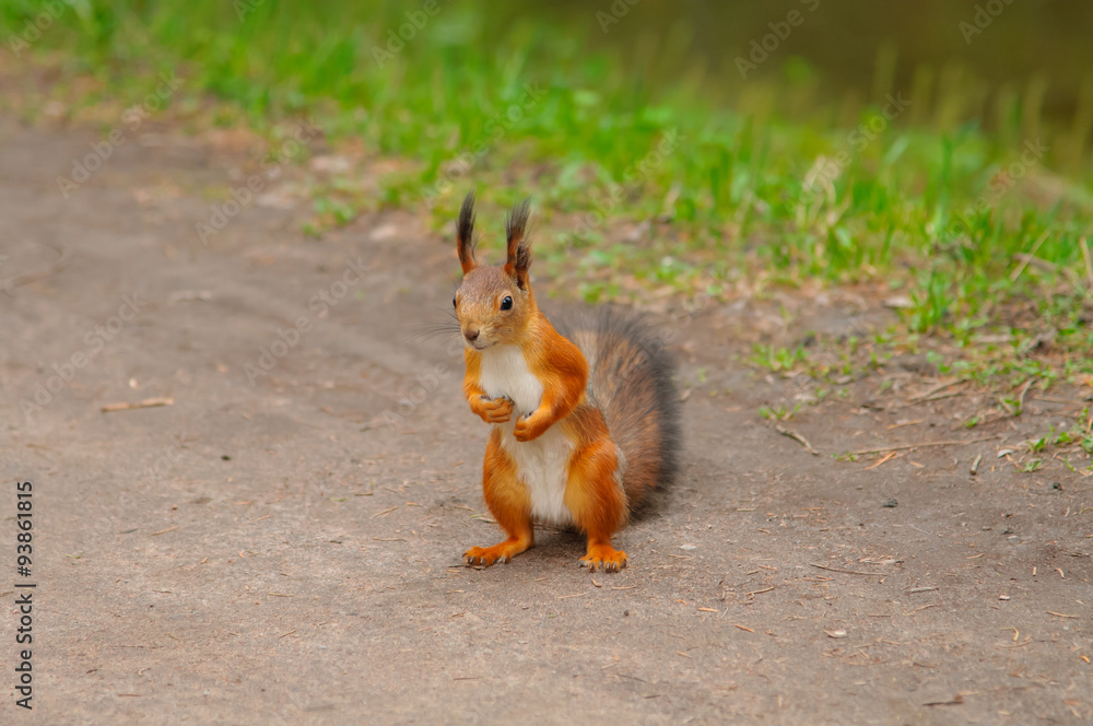 Close squirrel, red squirrel eating nuts, a wild animal in the forest, wildlife, a family of rodents, a beautiful squirrel. Close squirrel, red squirrel eating nuts, a wild animal in the forest, wildlife, a family of rodents, a beautiful squirrel.