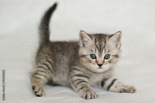 Striped kitten, tiger kitten on a white background, pet, Pets, cute little kitten. © maestrovideo