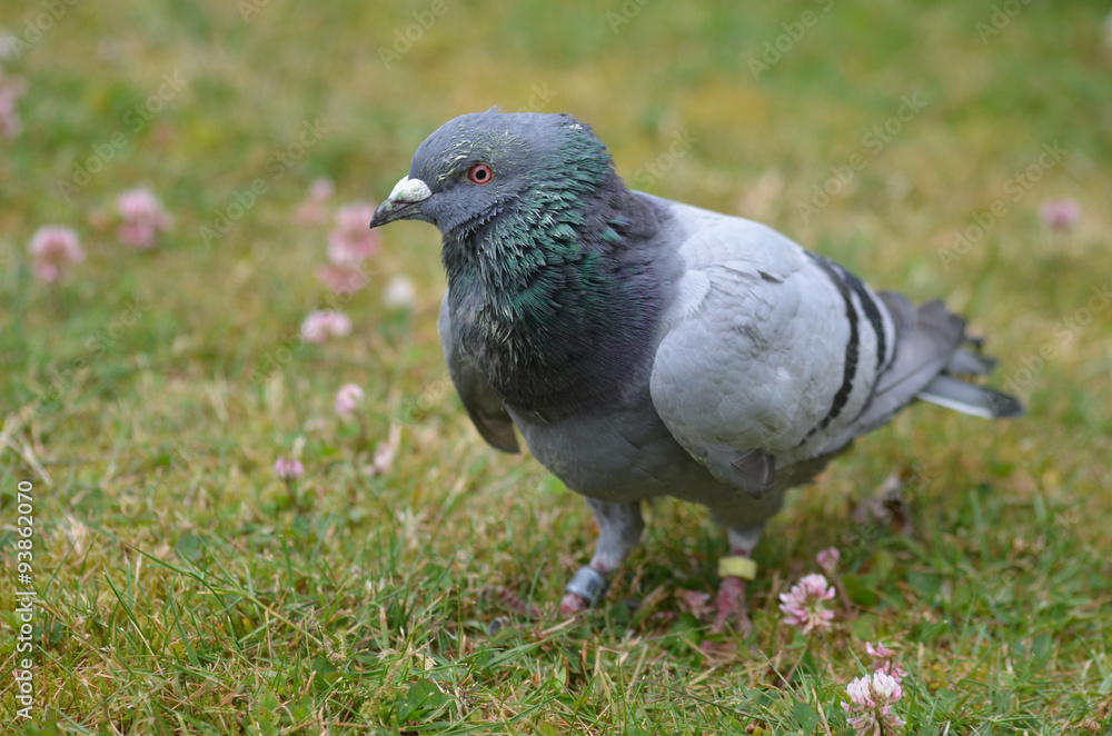 City pigeon on a lawn with white clovers City pigeon on a lawn with white clovers