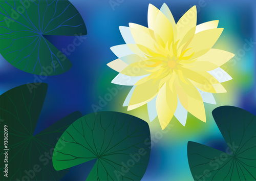 Yellow water lily