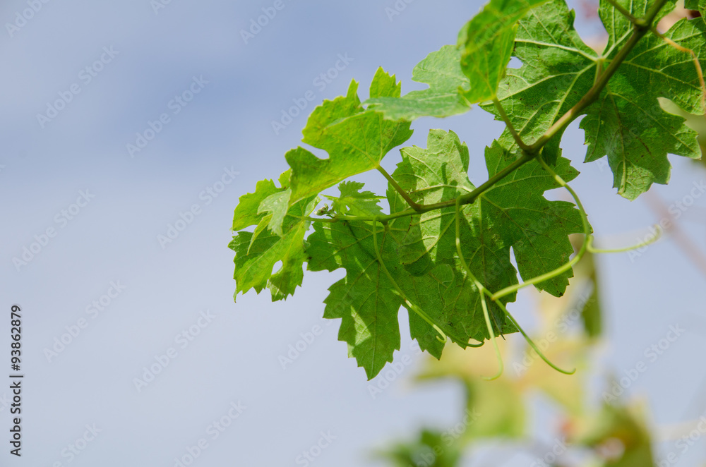 Foglia verde di una vigna - vigneto veneto a verona Foglia verde di una vigna - vigneto veneto a verona