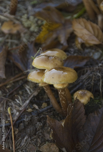 i chiodini, ottimi funghi mangerecci photo
