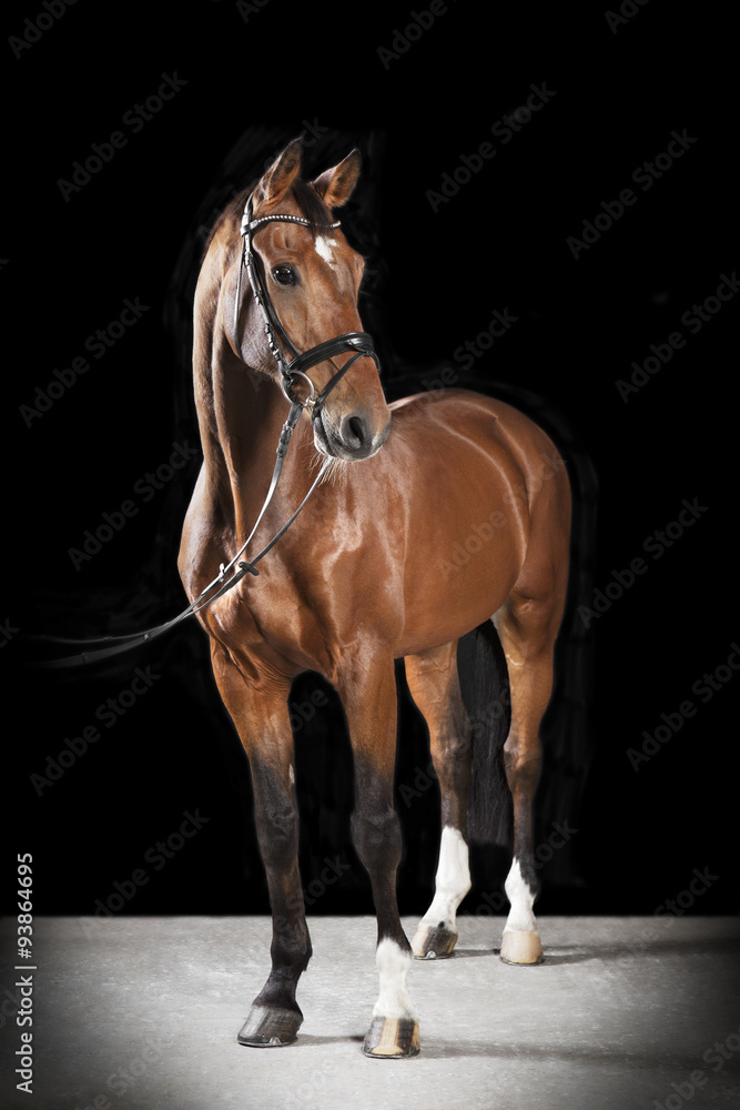 Fototapeta premium ungarisches reitpferd