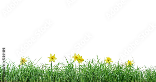 narcissus garden with grass, isolated on white background