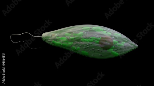 microorganism euglena, protozoa