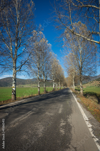 Landscape with birches about Showcases, Peloponnese, Greece photo