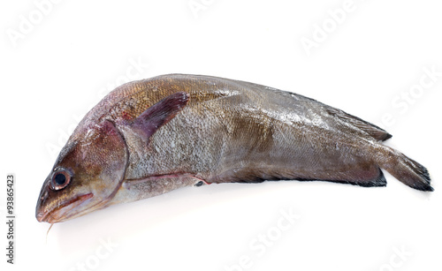Photography Forkbeard fish